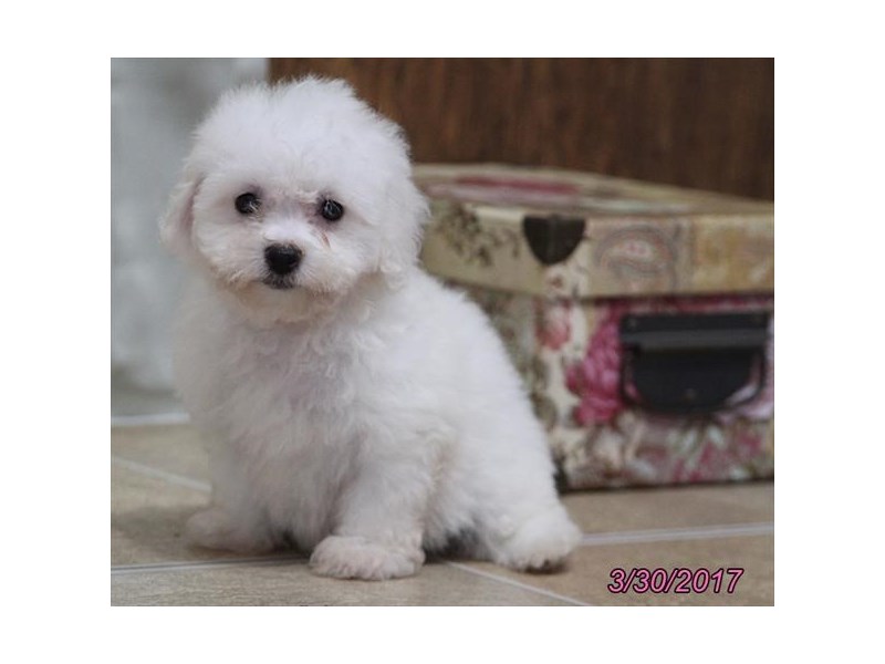 Bichon Frise