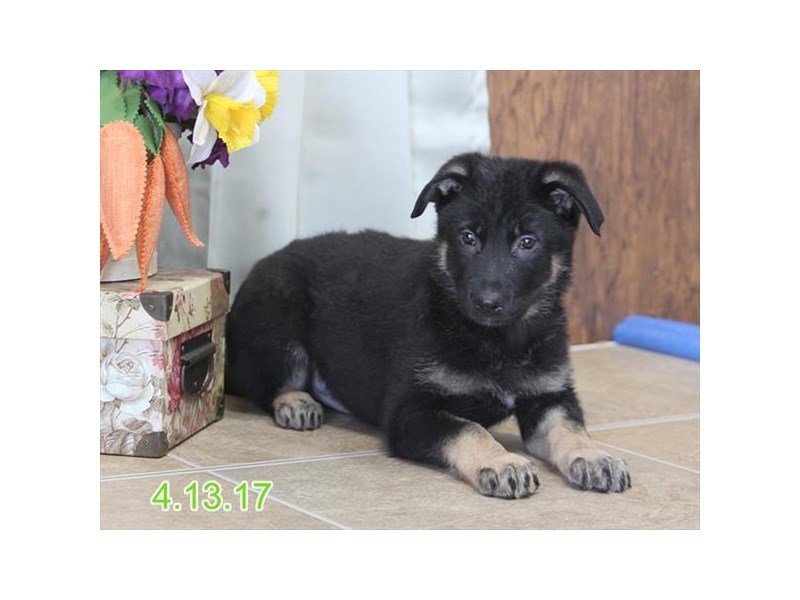 German Shepherd