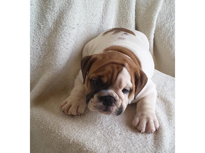 Bulldog-DOG-Female-White / Red-12239-Petland Columbus, Ohio