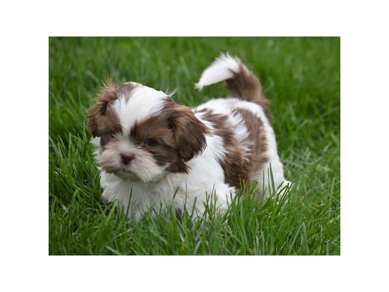 Shih Tzu