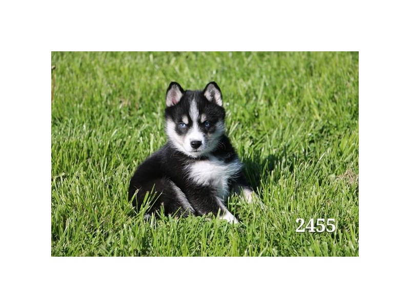 Huskimo
