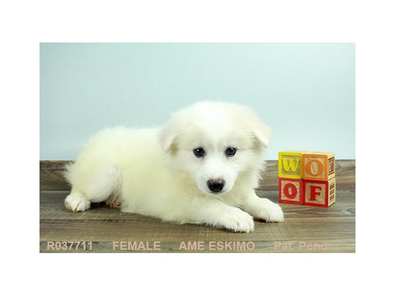 American Eskimo-DOG-Female-WH-12266-Petland Columbus, Ohio