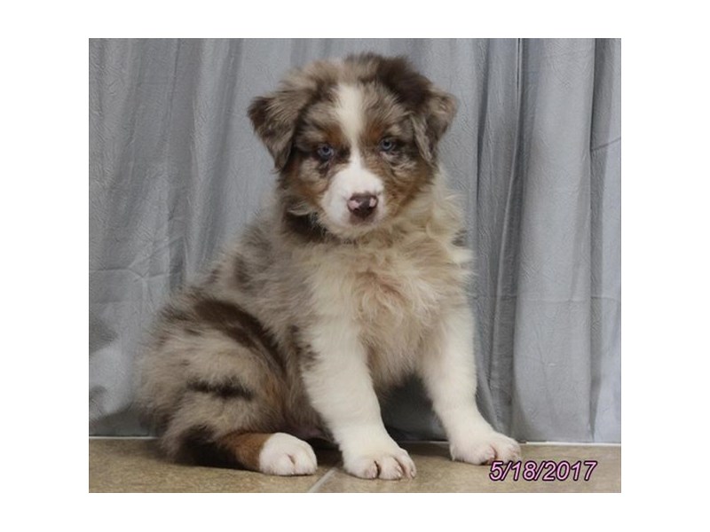 Australian Shepherd