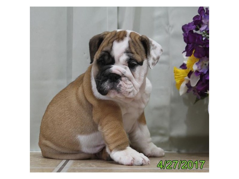 English Bulldog