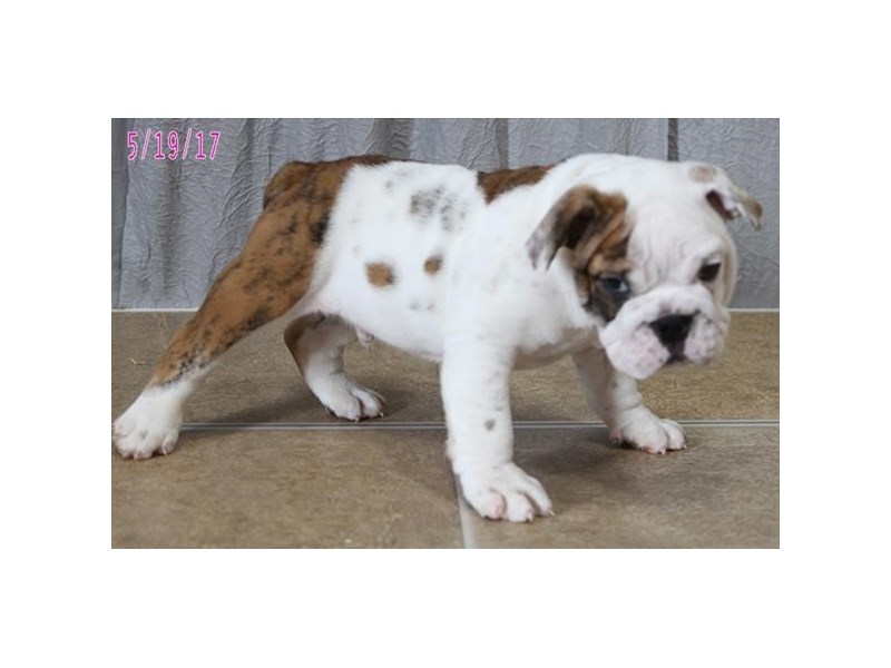 Bulldog-DOG-Male-Fawn Brindle-12307-Petland Columbus, Ohio