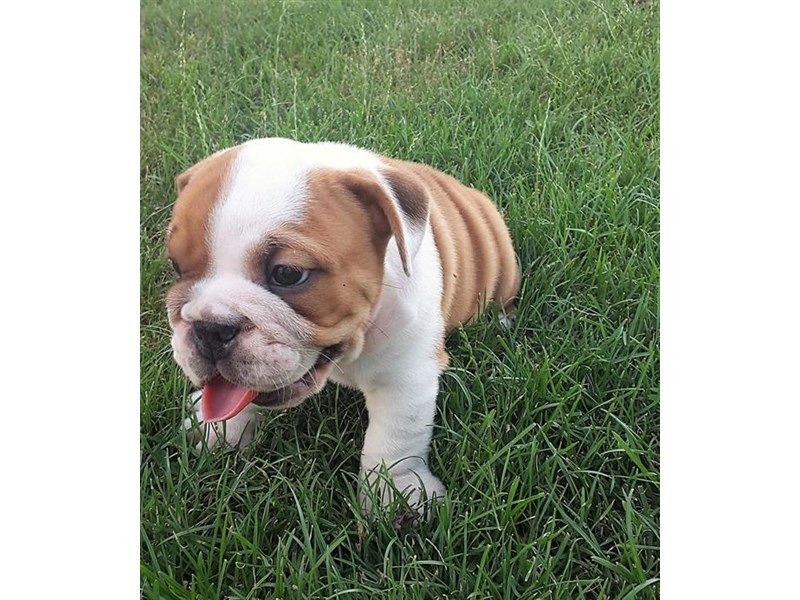 Bulldog-DOG-Male-Red / White-12510-Petland Columbus, Ohio