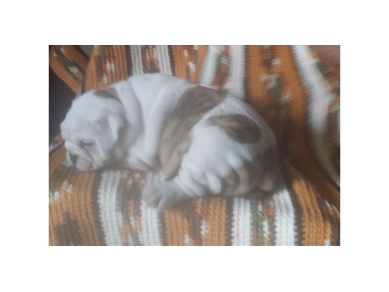 English Bulldog