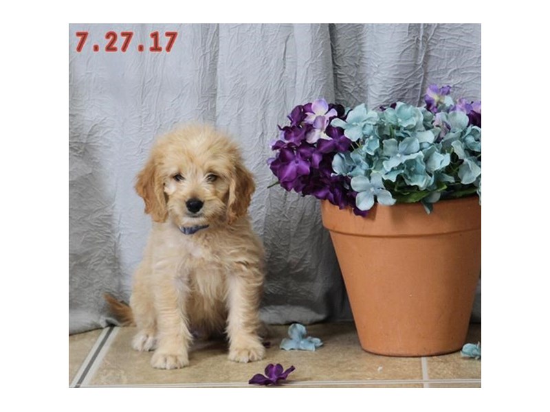 Goldendoodle Mini