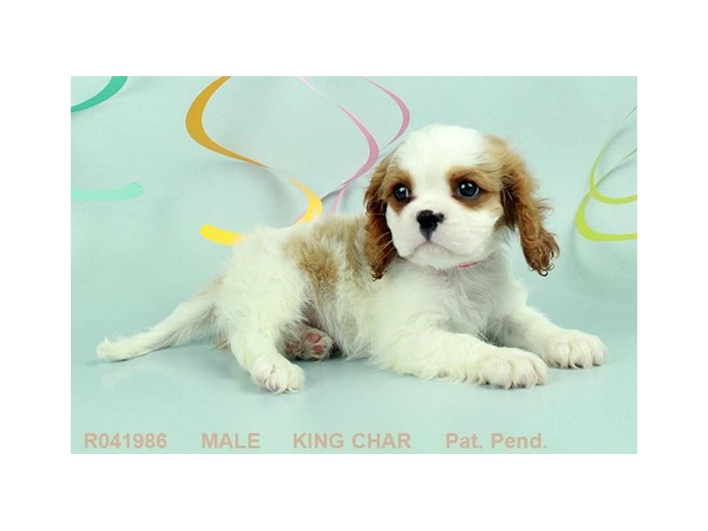 Cavalier King Charles