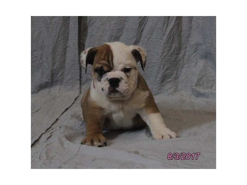Bulldog-DOG-Female-Fawn / White-12588-Petland Columbus, Ohio