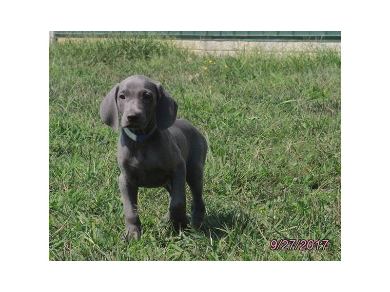 Weimaraner