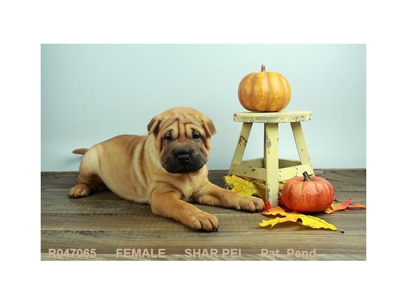 Shar Pei