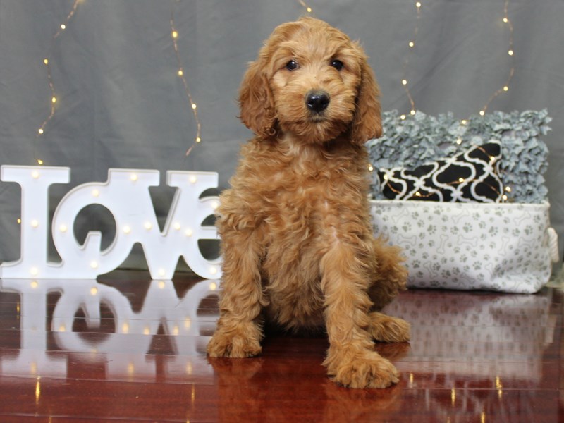 Labradoodle