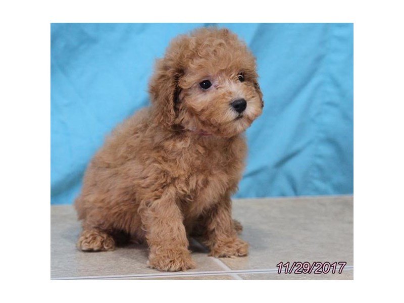 Poodle