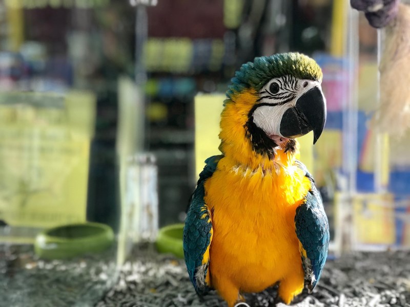 Blue and Gold Macaw