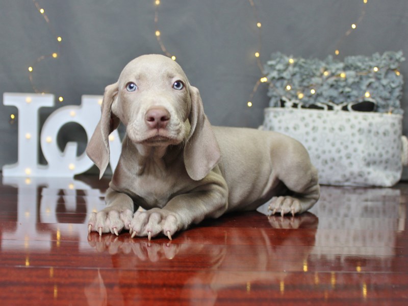 Weimaraner