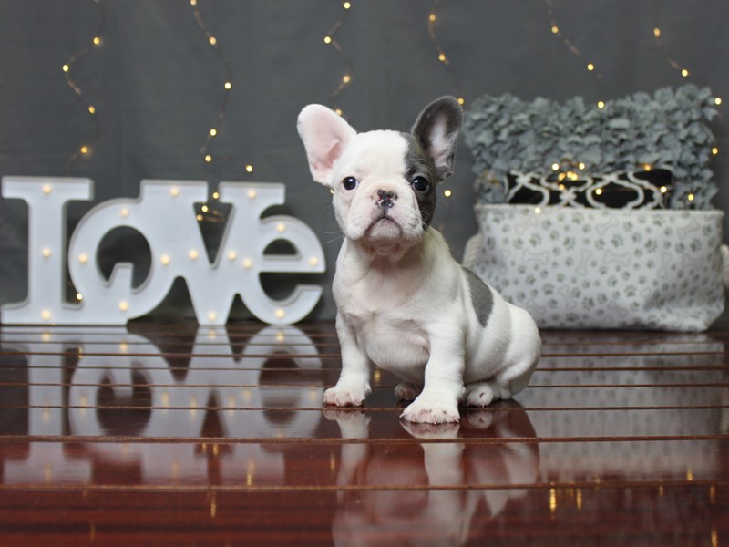 French Bulldog