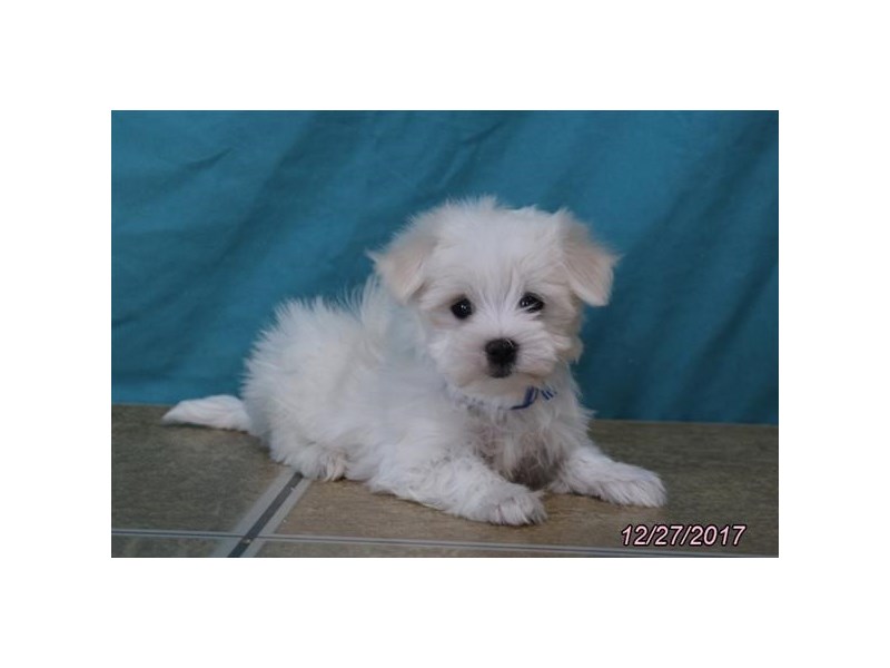 Maltese