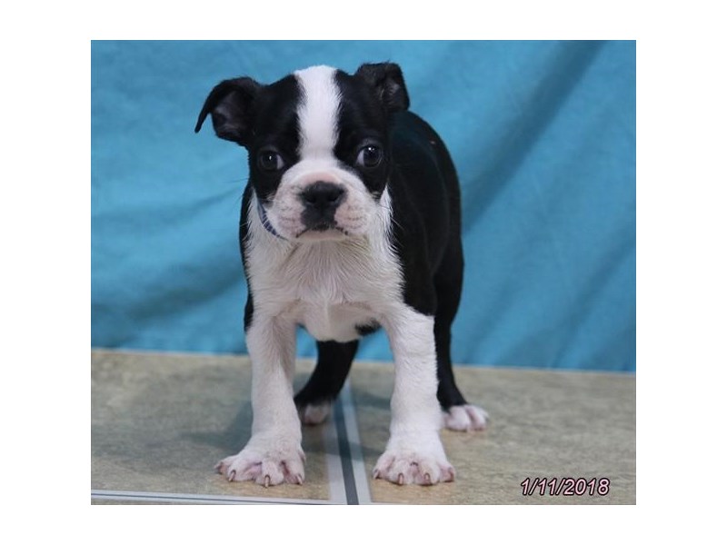 Boston Terrier
