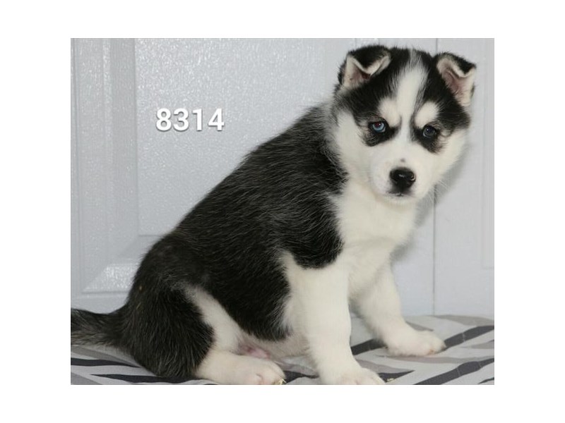Huskimo