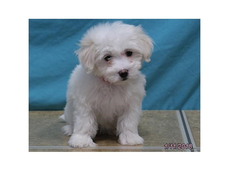 Coton De Tulear