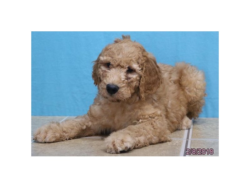 Goldendoodle