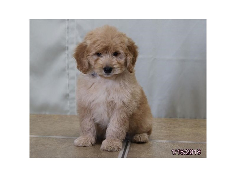 Mini Goldendoodle