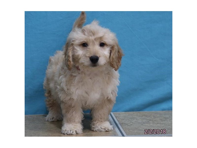 Goldendoodle Mini