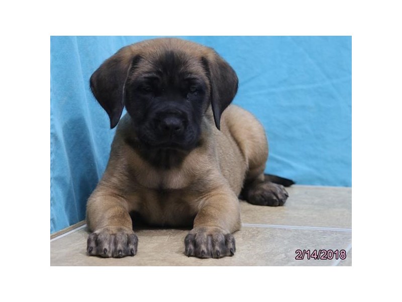 Mastiff