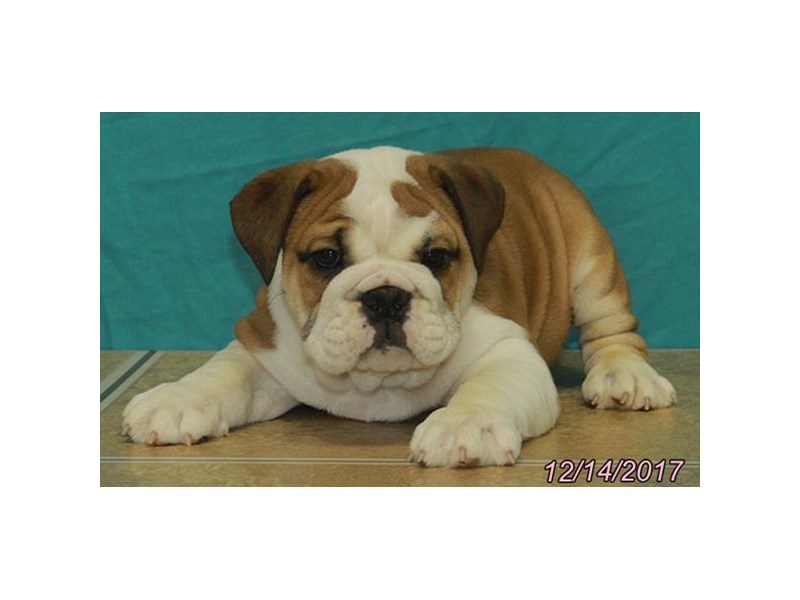 Bulldog