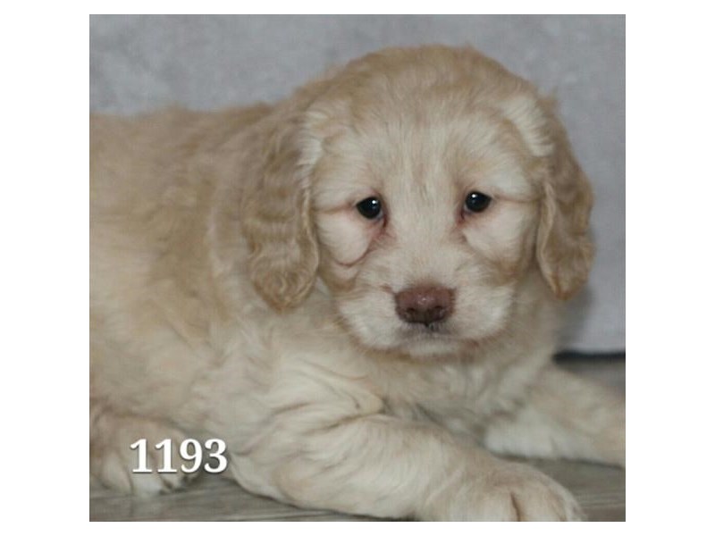 Goldendoodle Mini