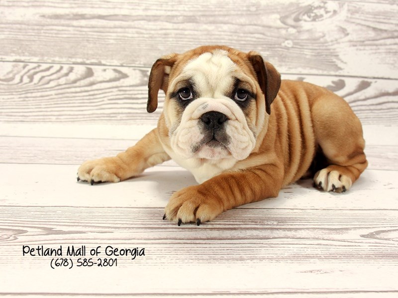 English Bulldog