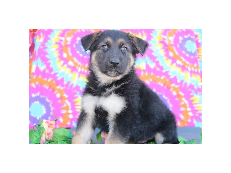 German Shepherd
