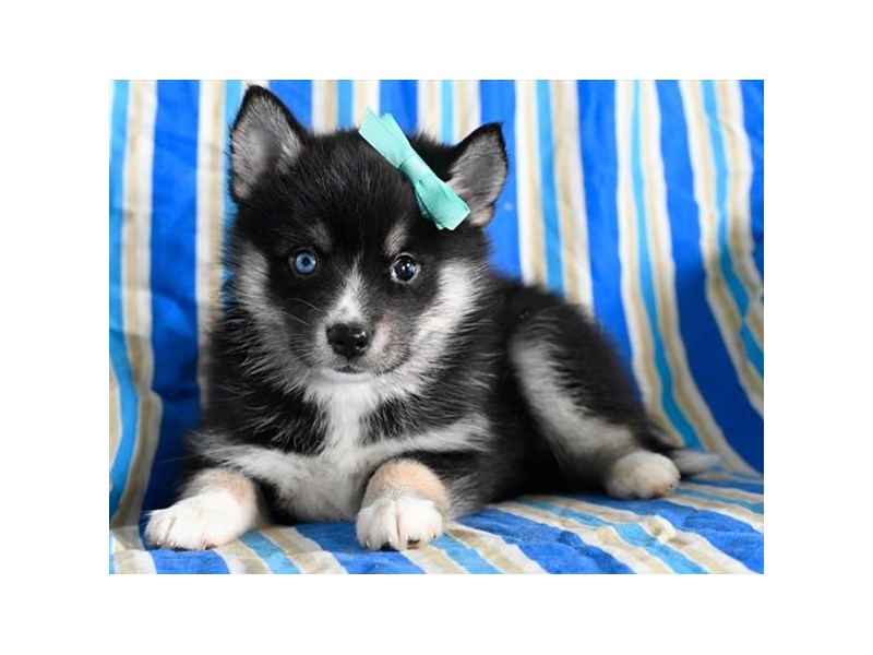 Pomsky