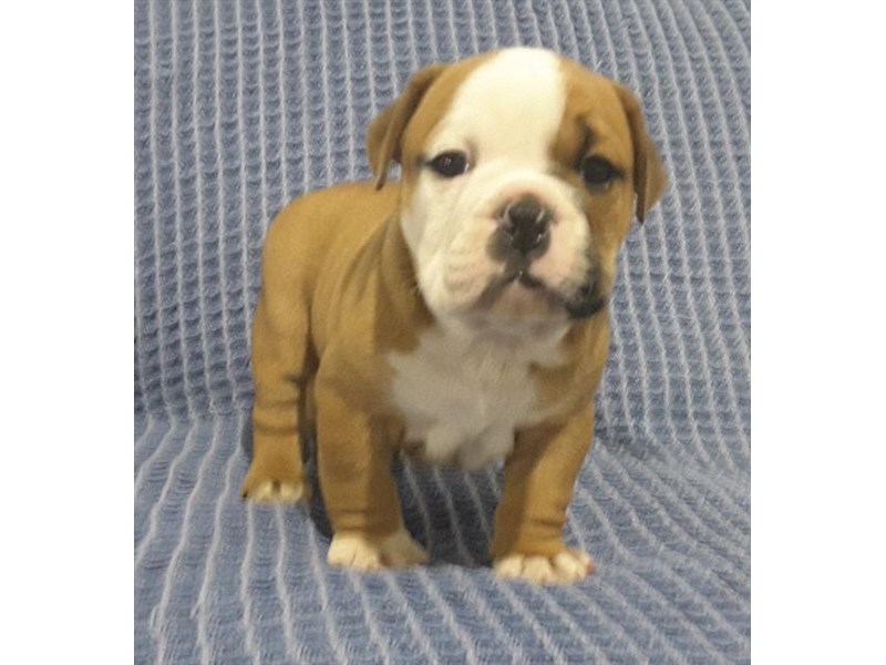 Bulldog