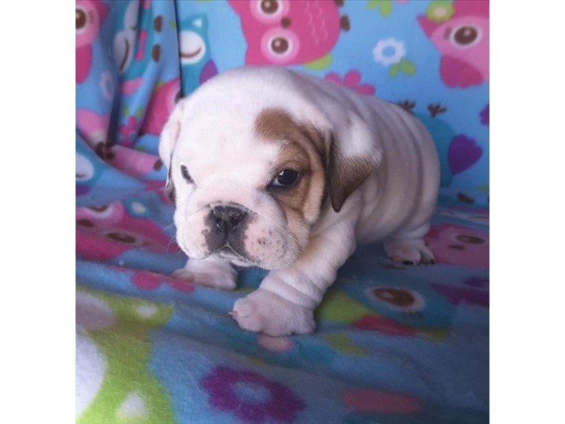 Bulldog-DOG-Male-Red-13612-Petland Columbus, Ohio