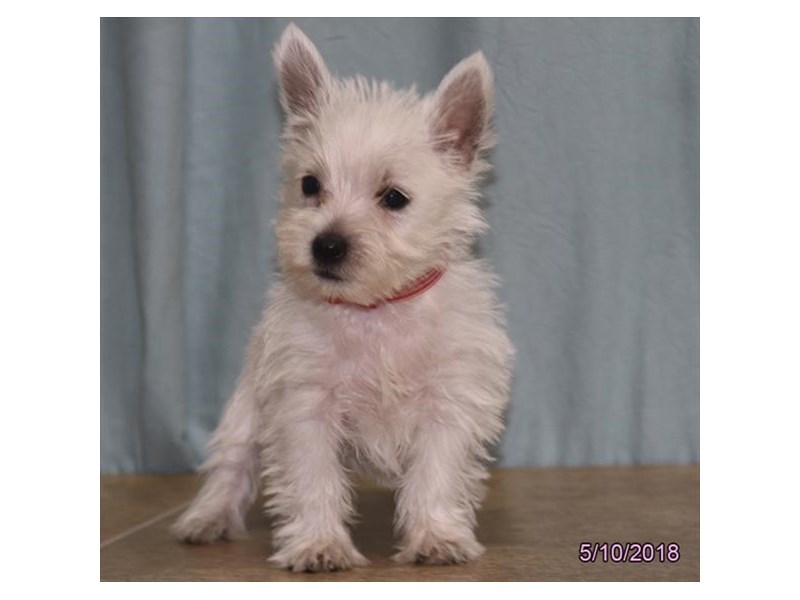 West Highland White Terrier