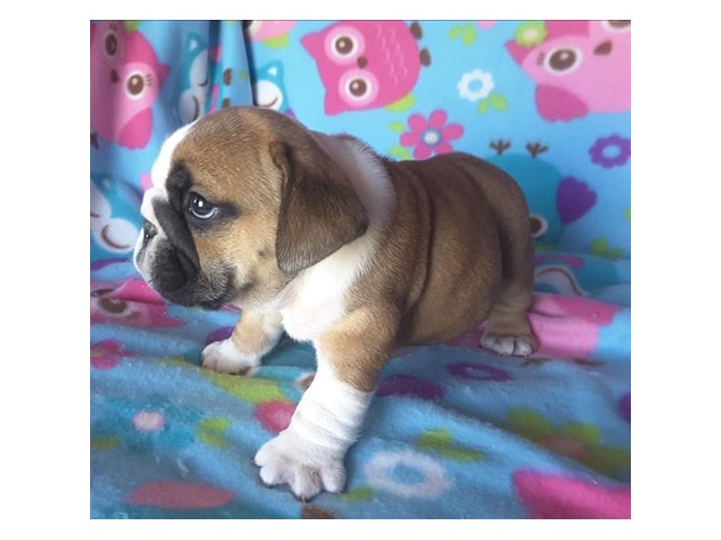 Bulldog