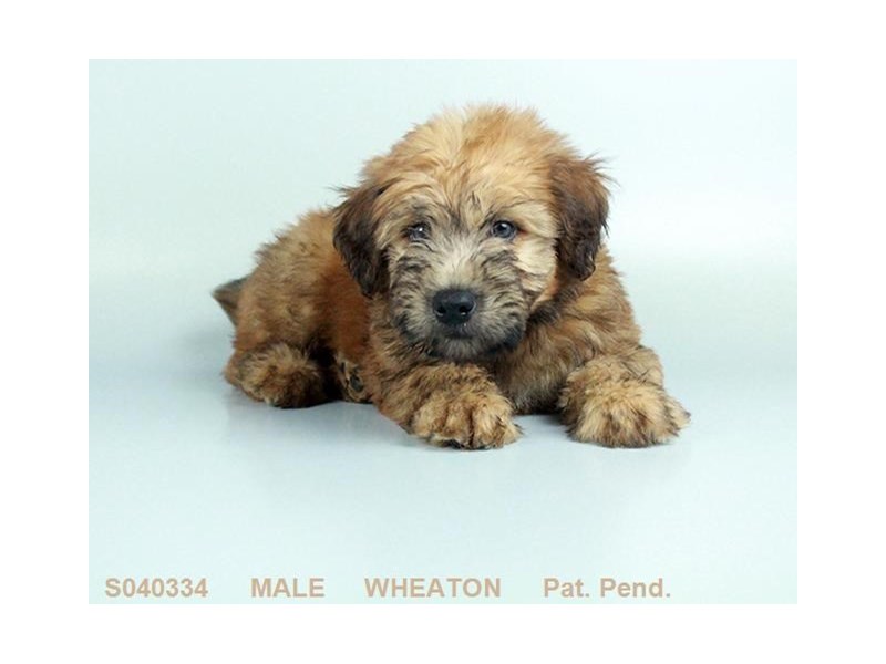 Soft Coated Wheaten DOG Male WHTN 13702 Petland Columbus, Ohio