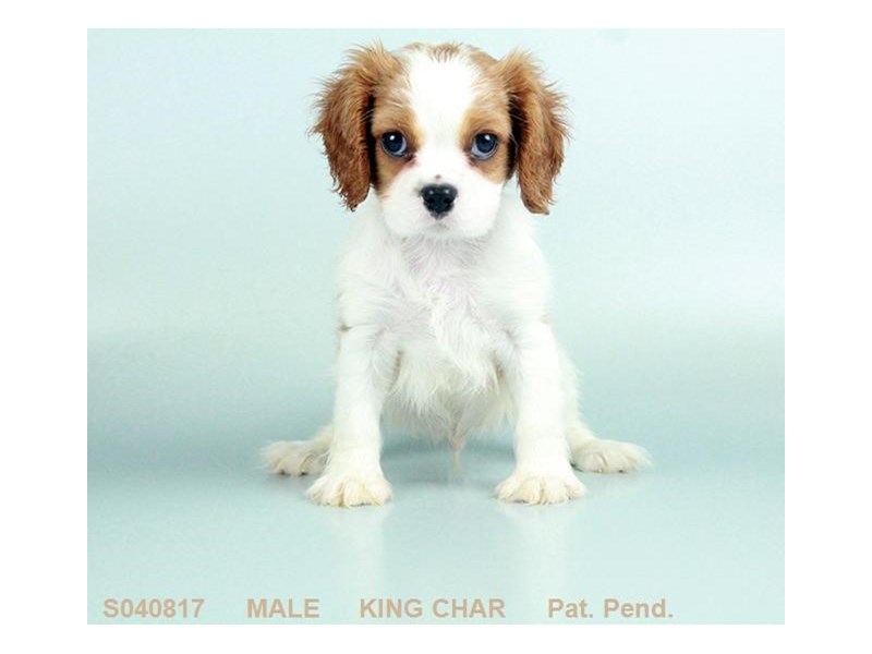 Cavalier King Charles-DOG-Male-BHEIM-13698-Petland Columbus, Ohio