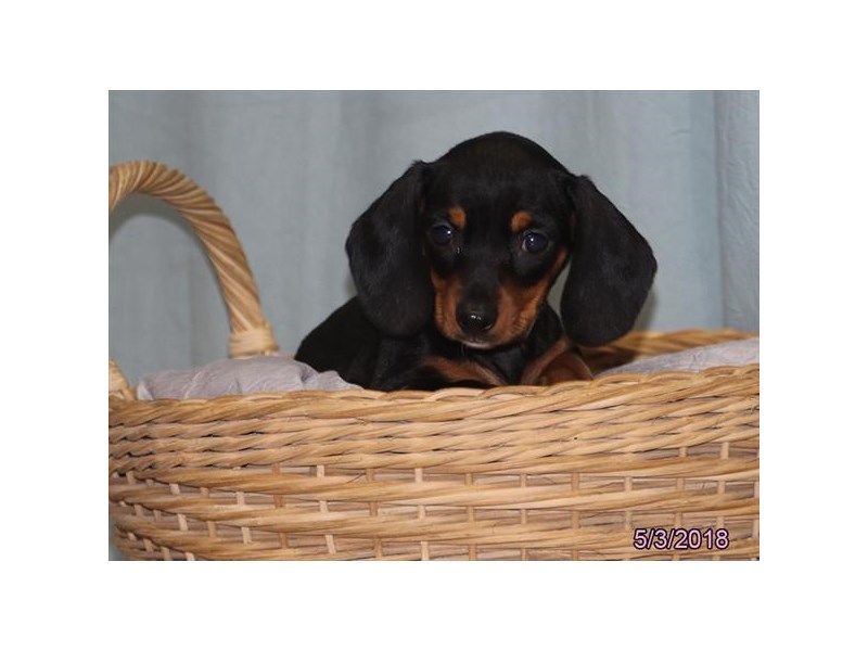 Dachshund