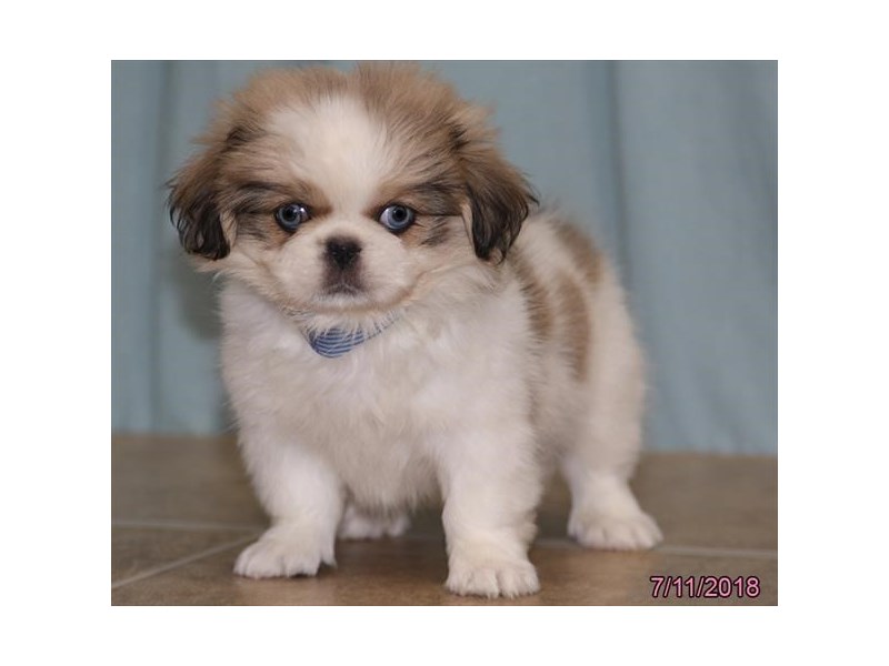 Pekingese