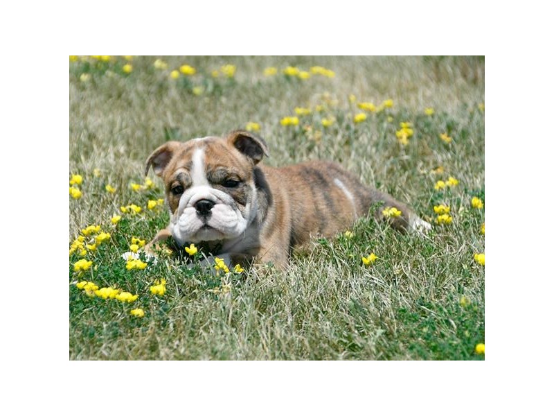 Bulldog