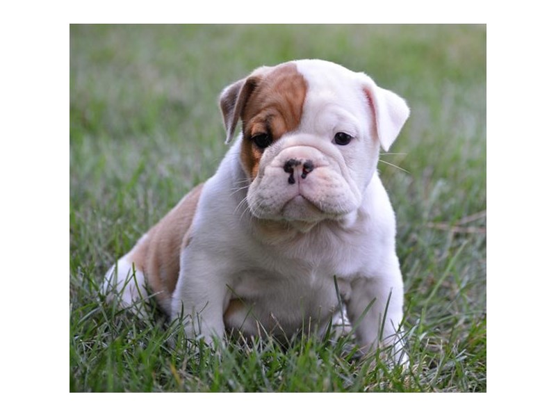 Bulldog-DOG-Female-Fawn / White-13927-Petland Columbus, Ohio