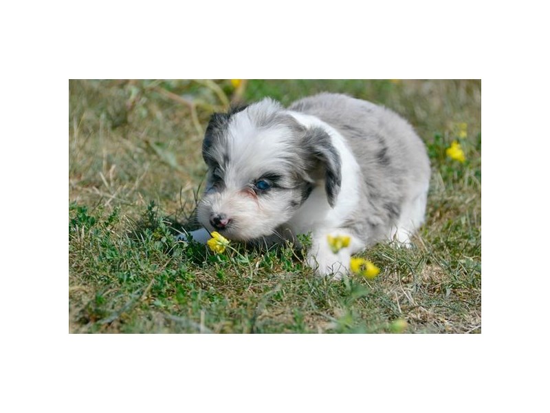 Aussie Poo