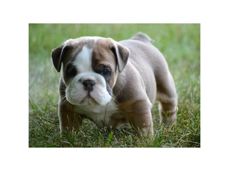 Bulldog
