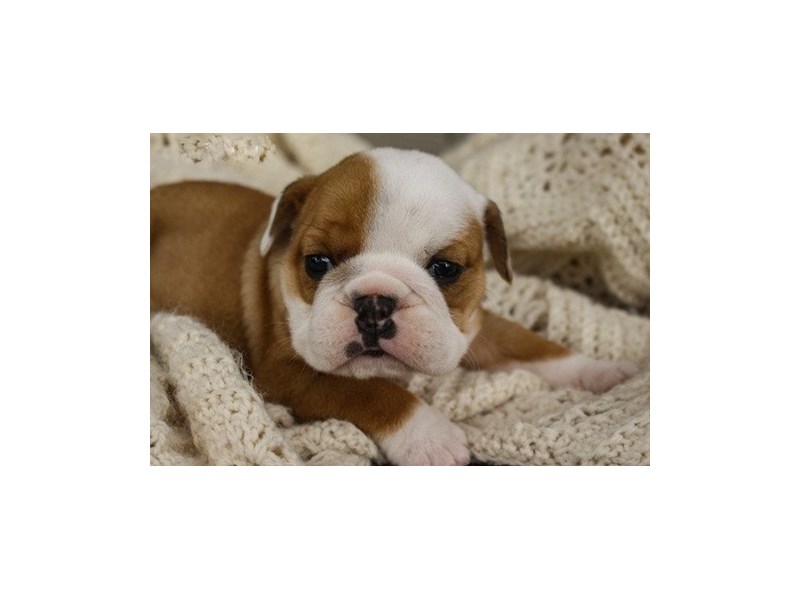 Bulldog-DOG-Female-Red / White-14073-Petland Columbus, Ohio