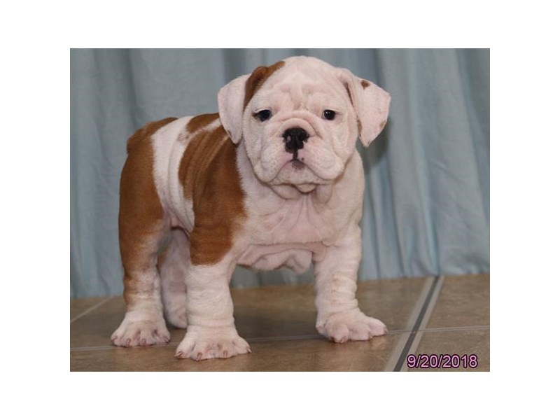 Bulldog-DOG-Male-Red / White-14104-Petland Columbus, Ohio