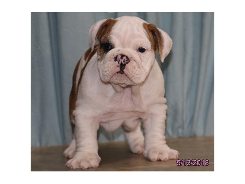 Bulldog