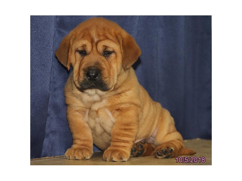 Chinese Shar-Pei